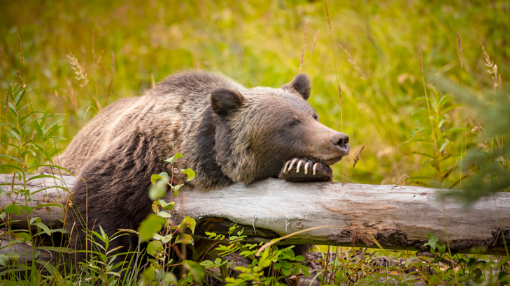 Kanada Alberta Banff Natinalpark Grizzly Foto iStock bgsmith